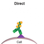 Antibodies For Flow Cytometry: 3 Key Aspects